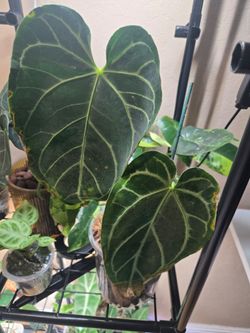 Large Anthurium Magnificum