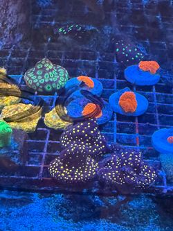Fake Coral decoraciones