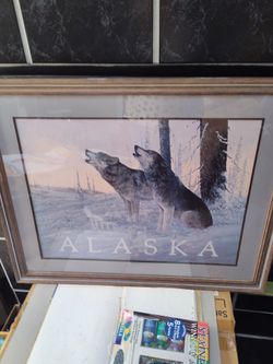Alaskan Wolf Framed Picture 