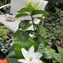 Gardenia Cuttings Needed Trade Ok (contact info removed)