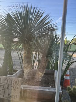 Clerance Sale Yuca Rostrada In 50 Gallon Wood Pot $1200