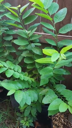 Sugarapple Sharifa custard Apple Sitaphal