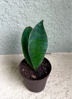 Sansevieria   Hahnii  whale  fin  plant