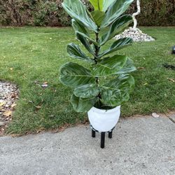 Houseplant 