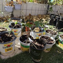 Tindora plants for sale for $25
