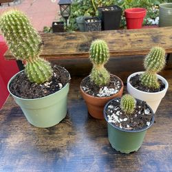 Cactus Plants 