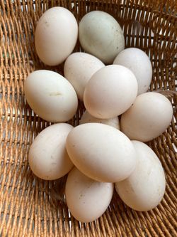 Fertile Duck Eggs $12/doz