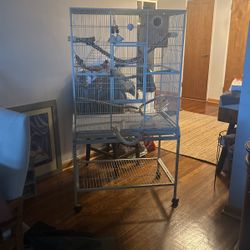 Bird Cage 