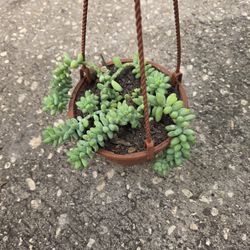 Burro Thail Succulenta 