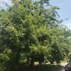 Se  Poda Y Se Remueve  Árboles  Y Palmas  A Buen Precio 