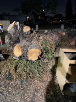 FREE FIREWOOD – Large Logs & Tree Trunk – You Cut & Haul