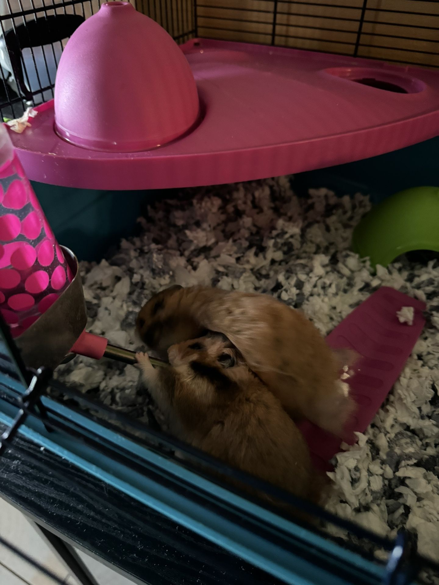 FREE Hamsters
