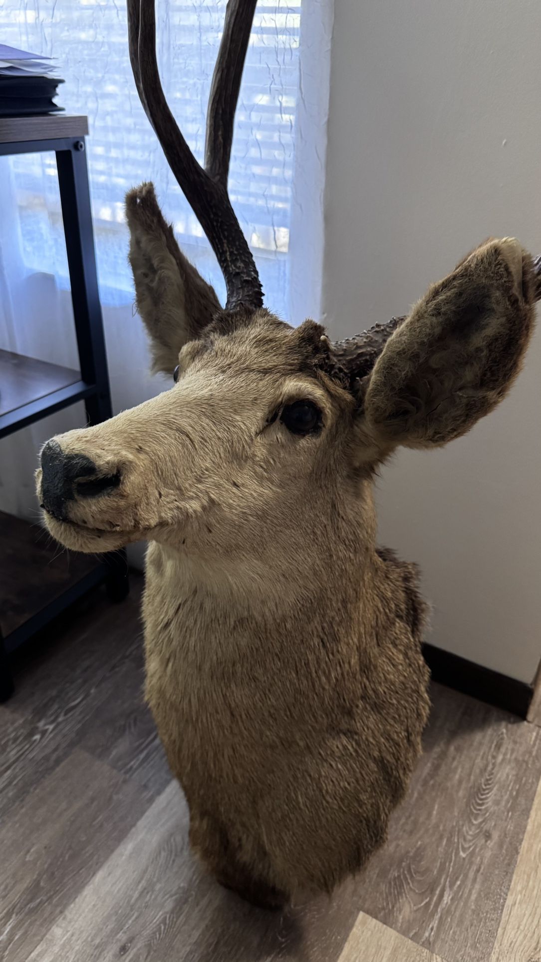 Authentic Vintage Deer Shoulder Mount (Taxidermy)