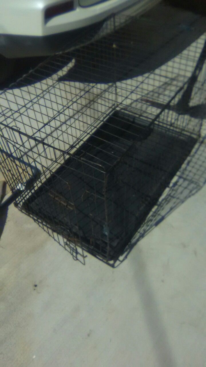 Free Dog Kennel