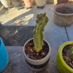 Totem pole cactus with pot