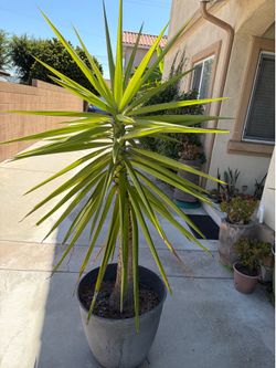 Yucca plant