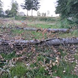 Free Logs