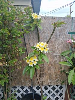 Plumeria Amarillo