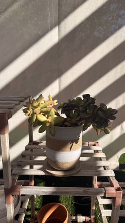 Cactus Plant & Handmade Pot 