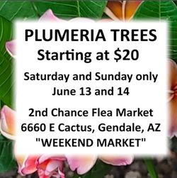 Rainbow Plumeria Trees - Rooted - Starting at $20