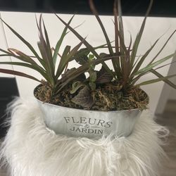 Housplant 3 Plants I Silver Planter