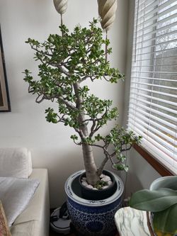 Beautiful 75” tall Jade plant. Flowers every fall!