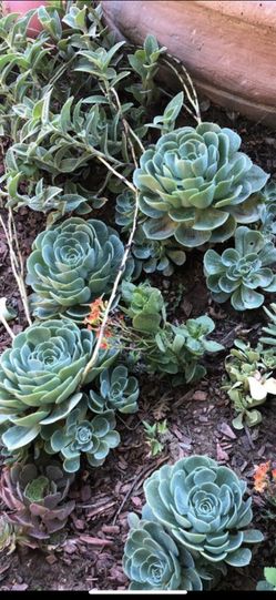 Purple shield plant in 6 in pot and 1 succulent . Large plant