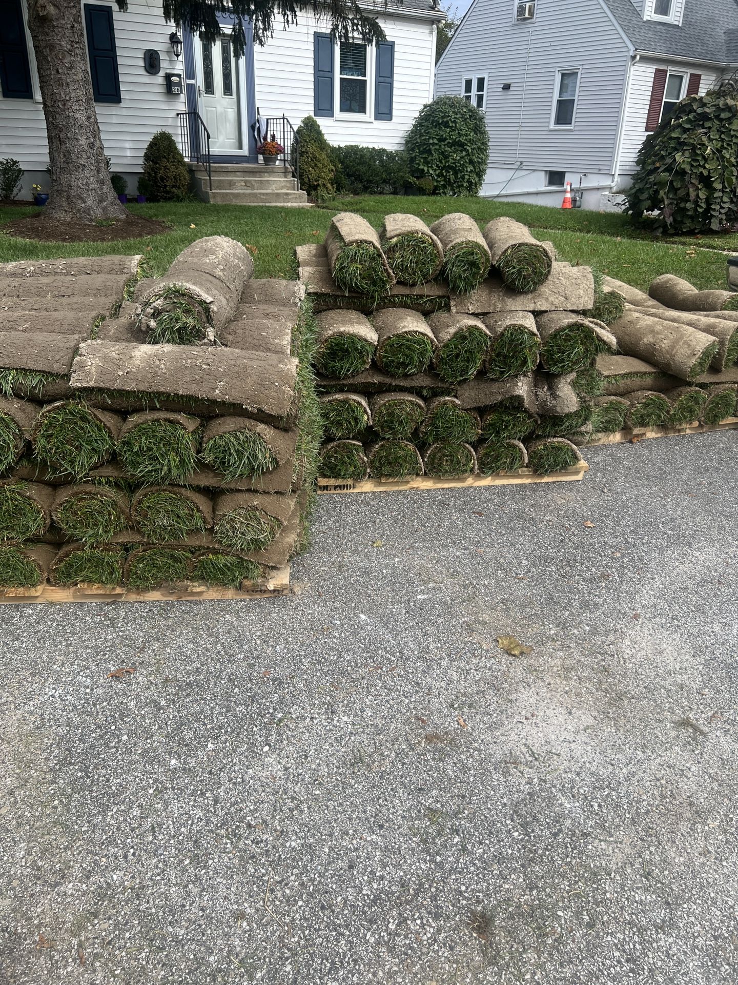 Fresh Sod
