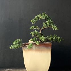 Bonsai Juniper 
