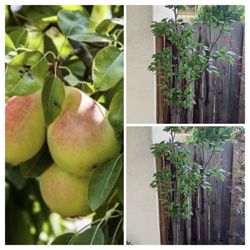 Rare Organic Pineapple Pear Grafted Fruit Tree 5 Gallon Pot Live Plant Around 7 FT tall Self Pollinating 