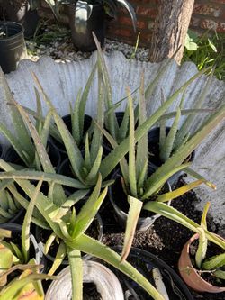 Aloe Vera