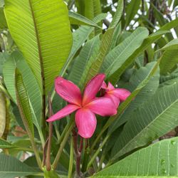 Plumeria Cutting