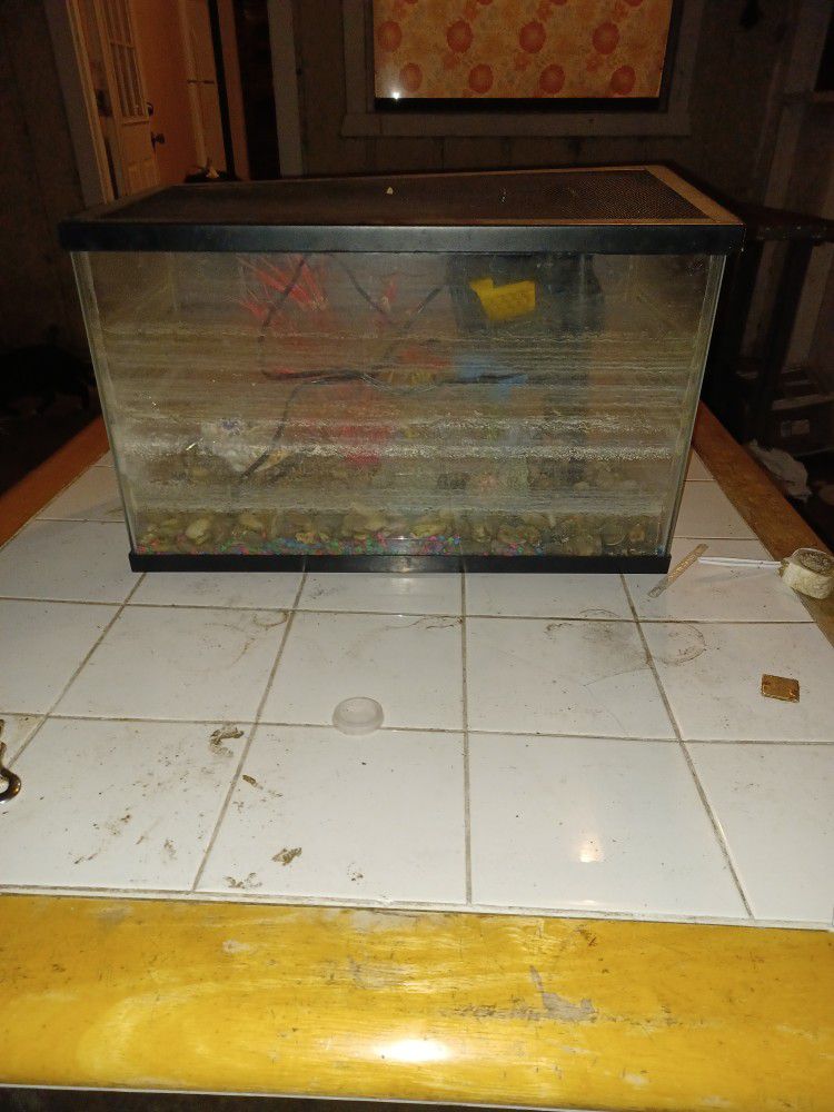 Lizard Snake Fish Tank