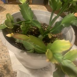 Christmas Cactus