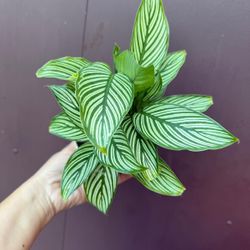 4” calathea vittata 
