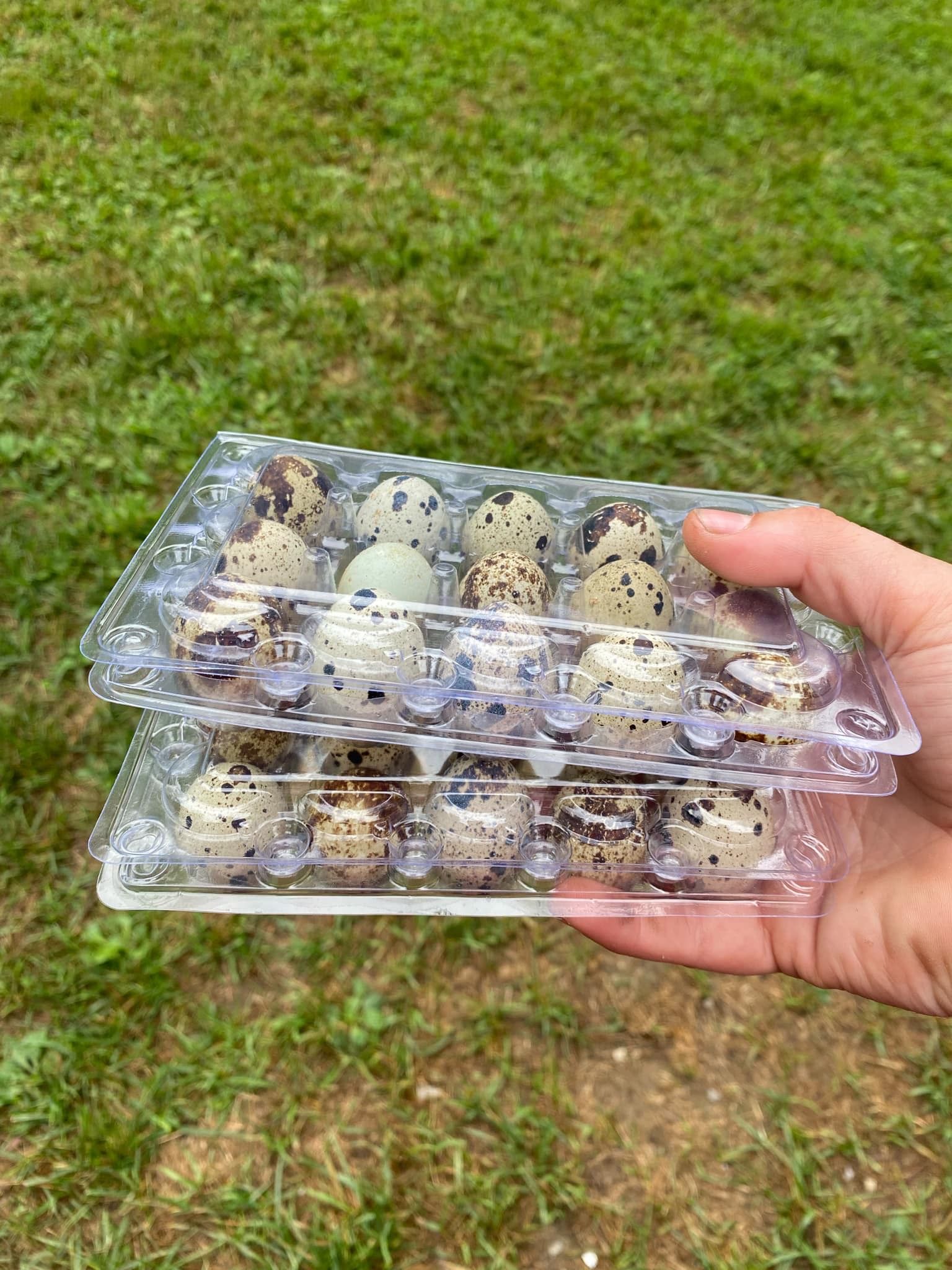 Fresh Jumbo Quail Eggs