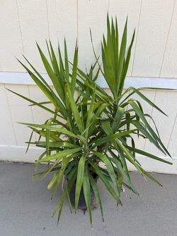 Jucca plant in 5gl.