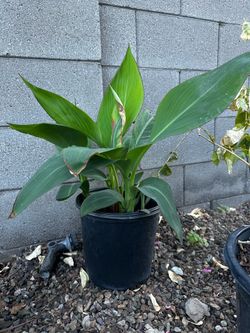 Canna lily red plant