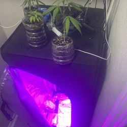 Grow Tent 