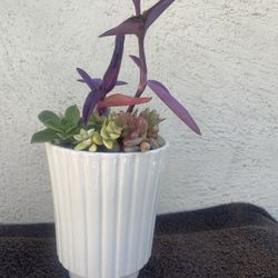 Succulents Plant.