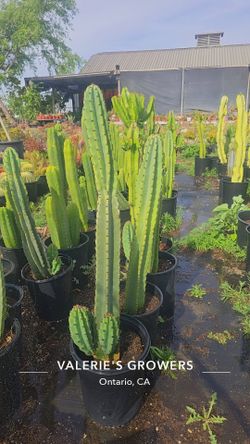 Peruvian Apple Cactus