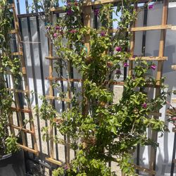 Trellis
