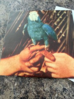 "Are You Serious" by singer-songwriter Andrew Bird