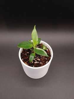 Philodendron White Princess (young)