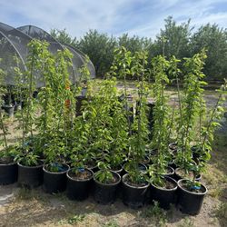 Stella Cherry Trees/ Árboles De Cherries $40 each 
