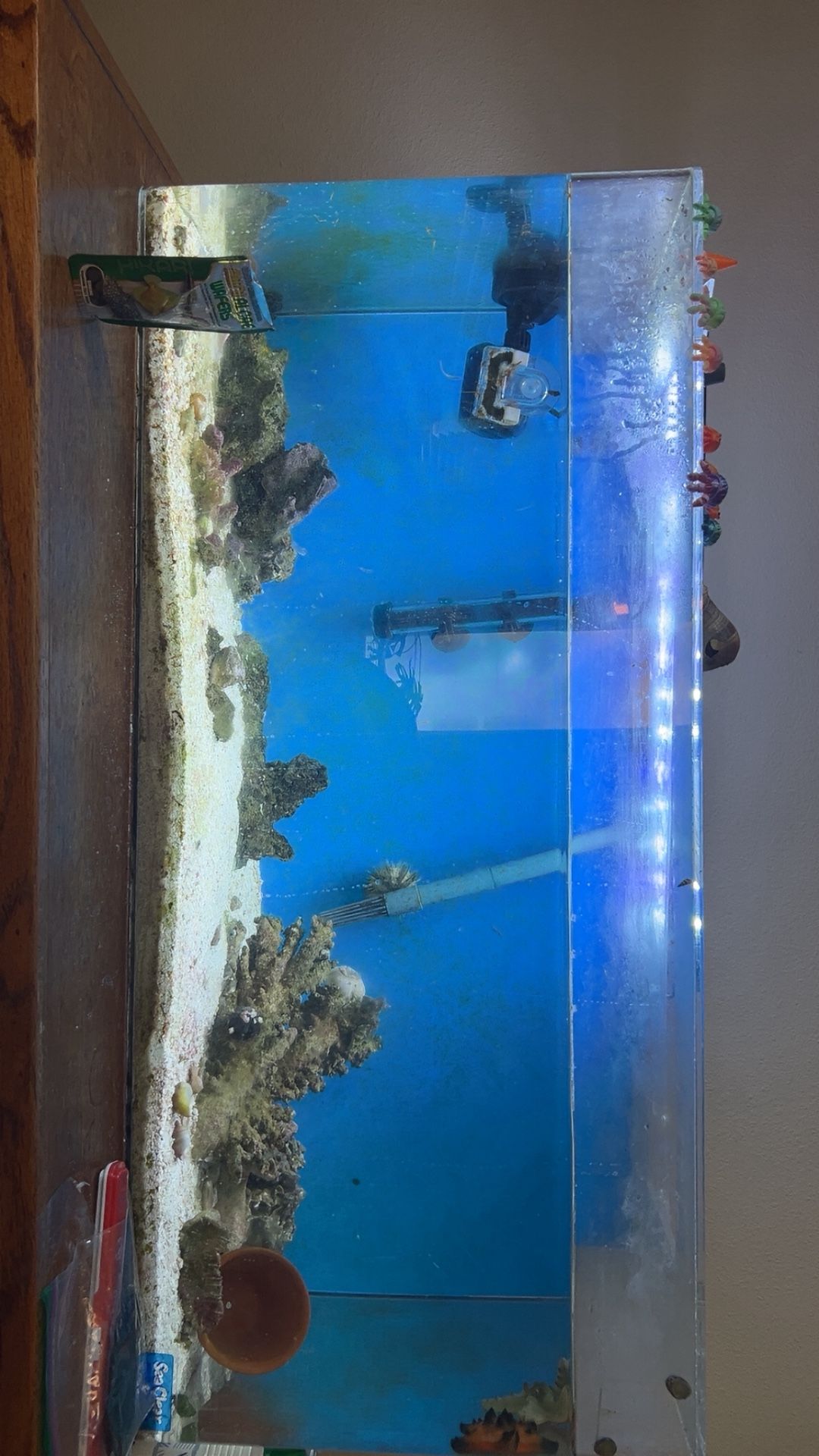 Salt Water Tank