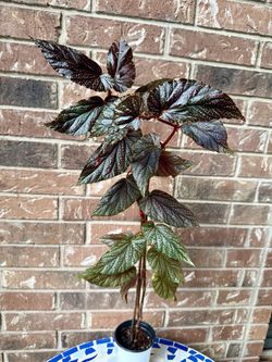 Begonia plant 31” tall