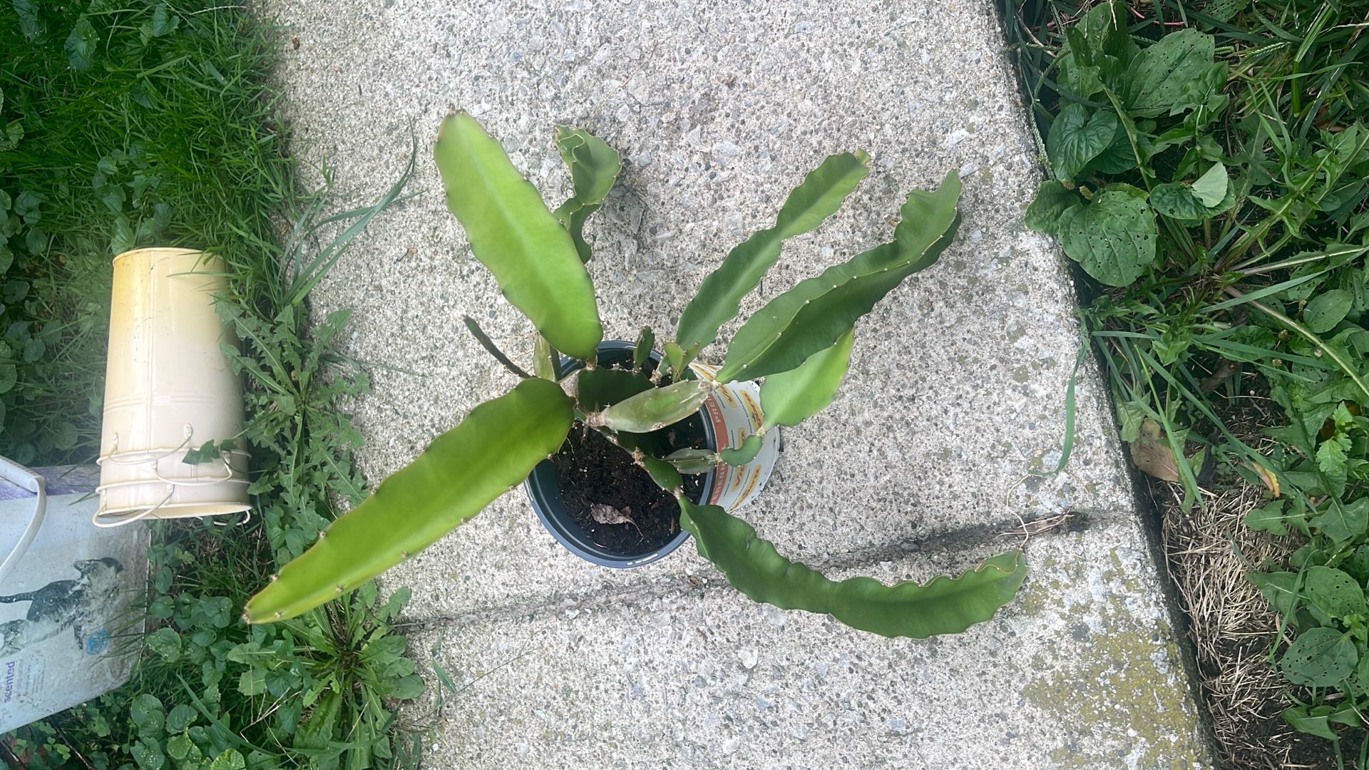 Dragon Fruit