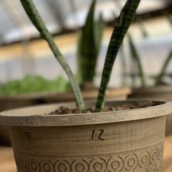   Snake Plant / mother-in-law's tongue (Sansevieria zeylanica)