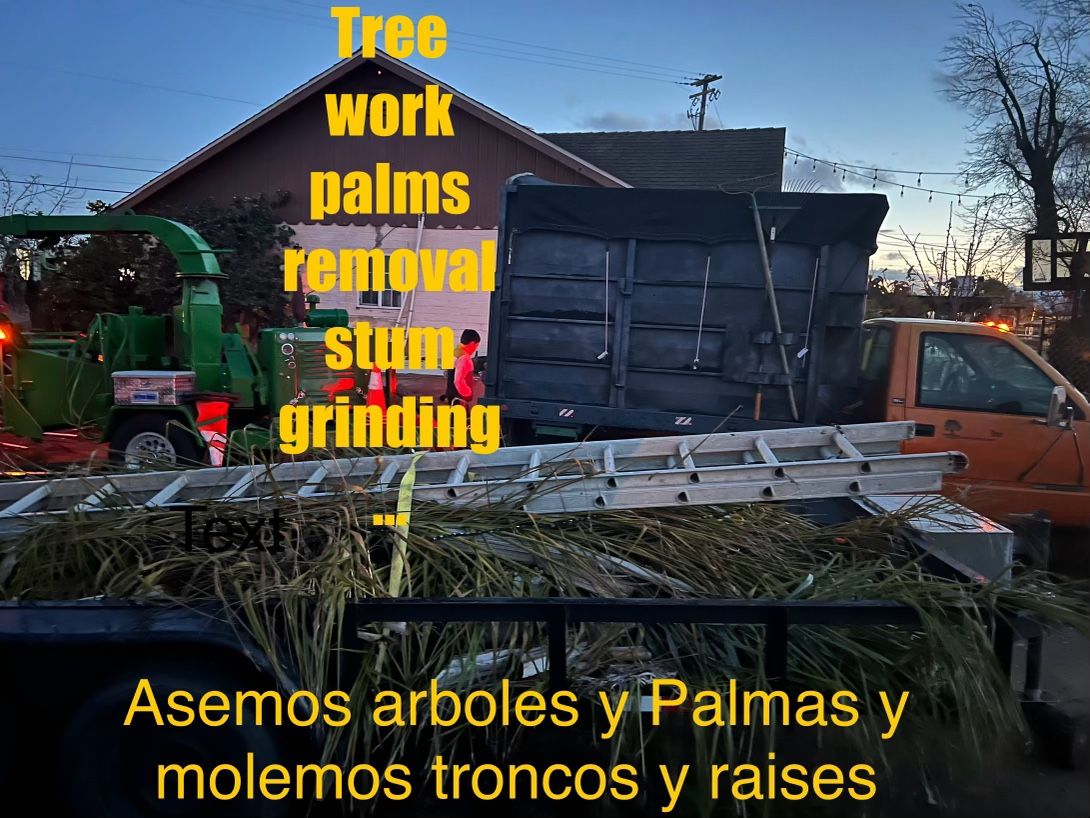 Palmas Y Arboles 